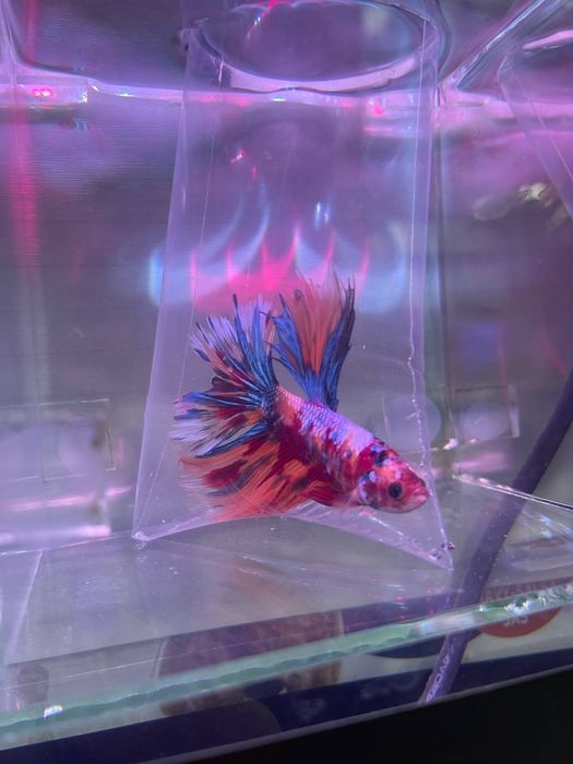 Baliq magazing assartiment kotta