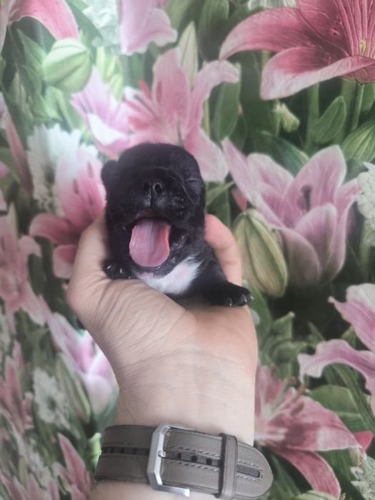 Щенки французики