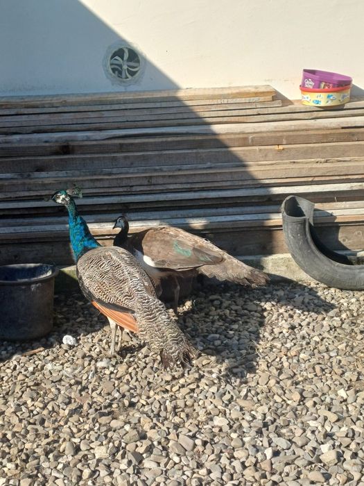 Vând pereche pauni 2024