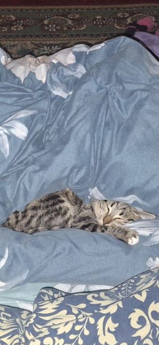 Мысық ллллллллллллл