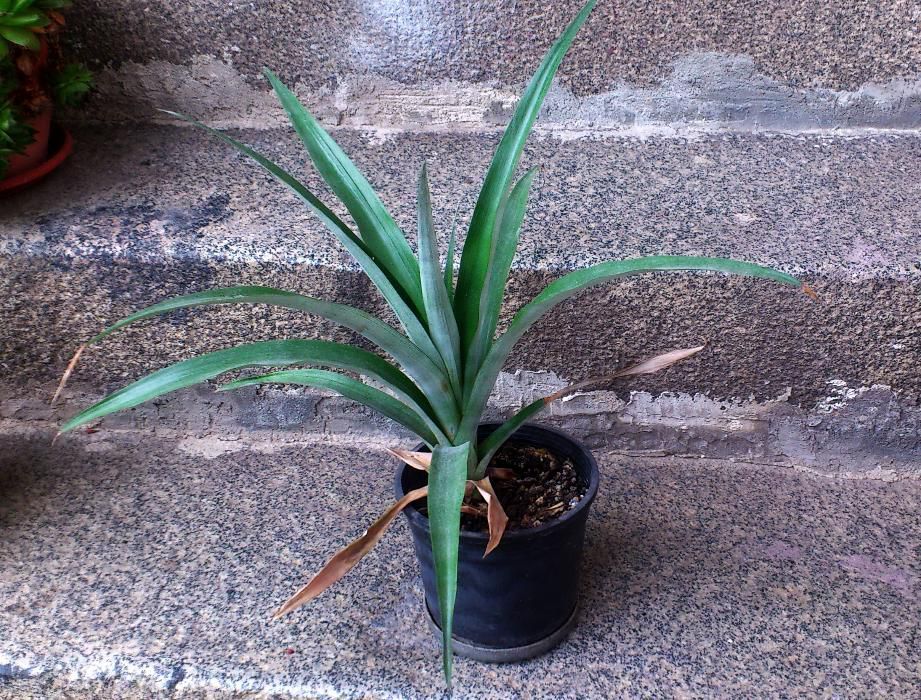 Плододайни храсти - едри малини, къпини, касис, диви ягоди, ананас