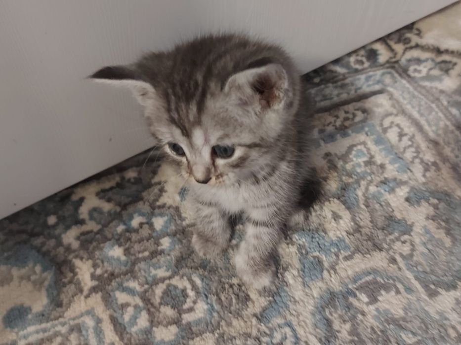 Котенок в добрые руки