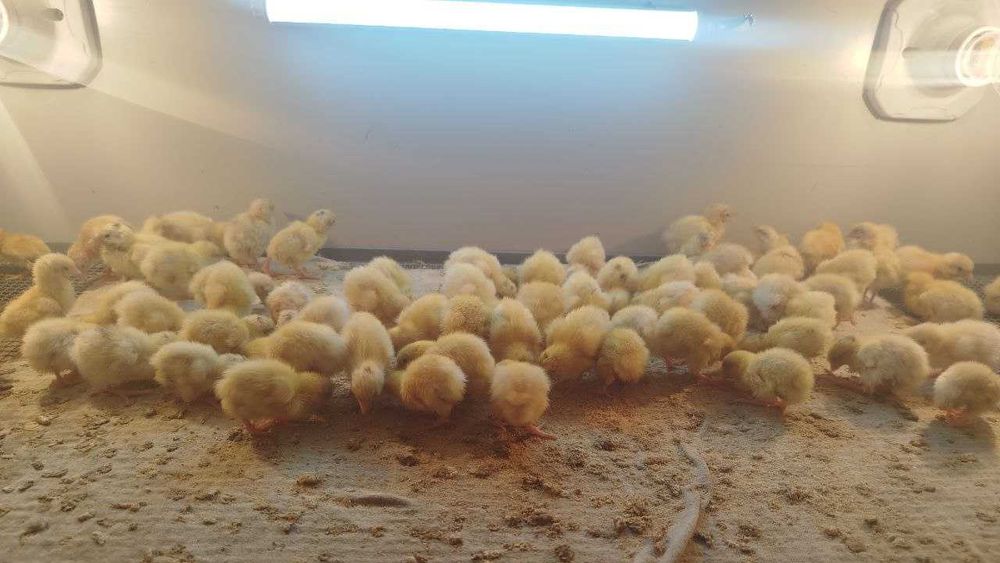 Bedana Beli gigant uruglangan inkubatsion tuxumlari sotiladi