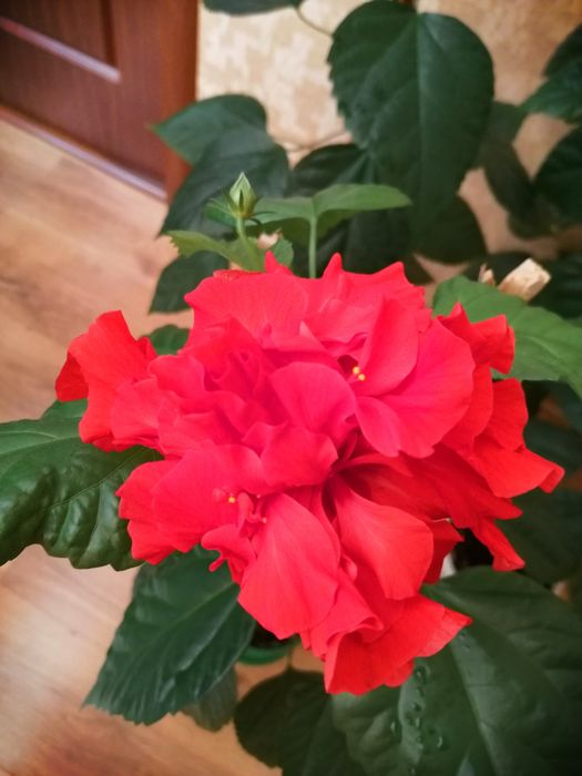 Китайская роза, гибискус