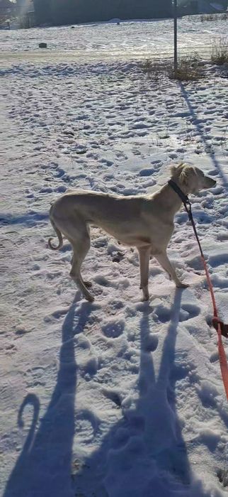 Тазылар сатылады