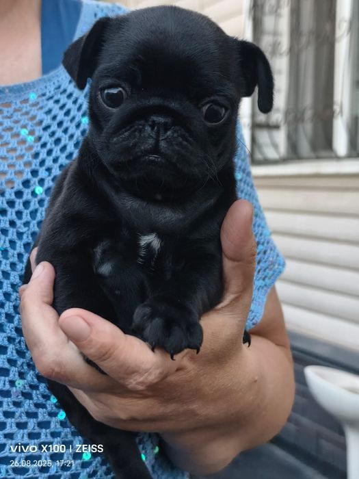 Очаровательные щенки мопса.