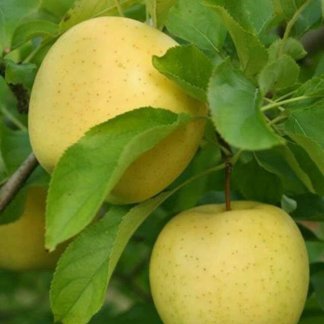 Олма кучатлар сотувда