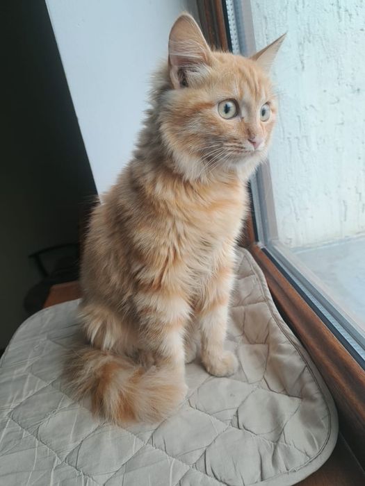 Котенок в поиске дома