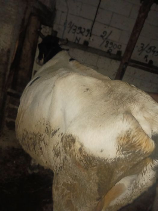 vând vacă bună de lapte