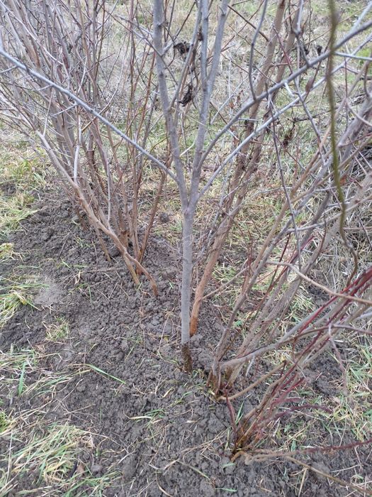 Pomi fructiferi; Pruni D'gen și Vânat Romanesc