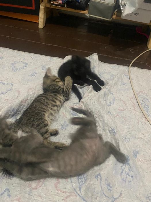 котята бесплатно