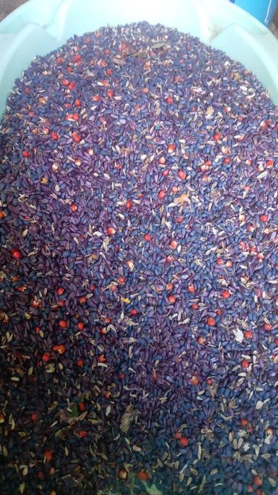 Floarea soarelui pentru semanat