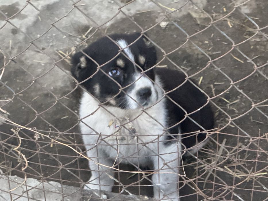 Алабай, 3 месяца активный