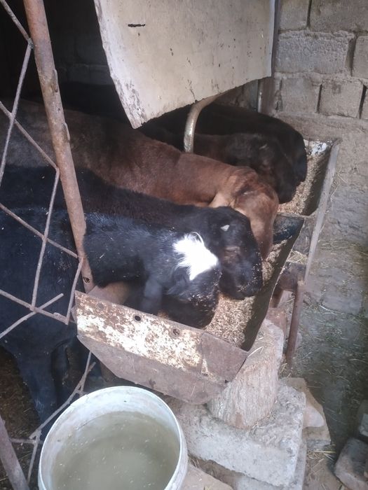 Qurbonlik uchun sifatli be nuqson qulog'i butun Quchqorllar bor