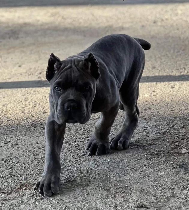 Transport animale de companie