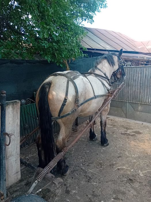 Iapă semi grea de vânzare