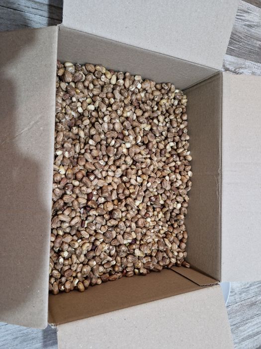 Miez de alune de pădure