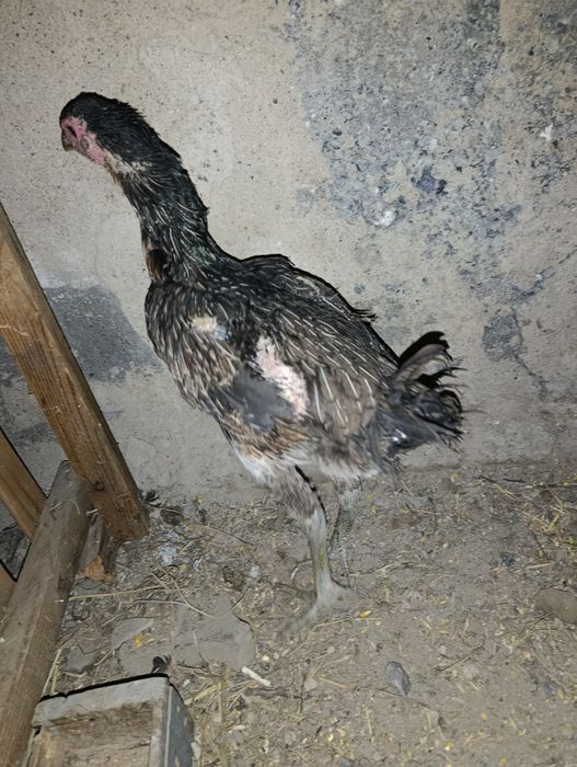 Даканиха молодая продам