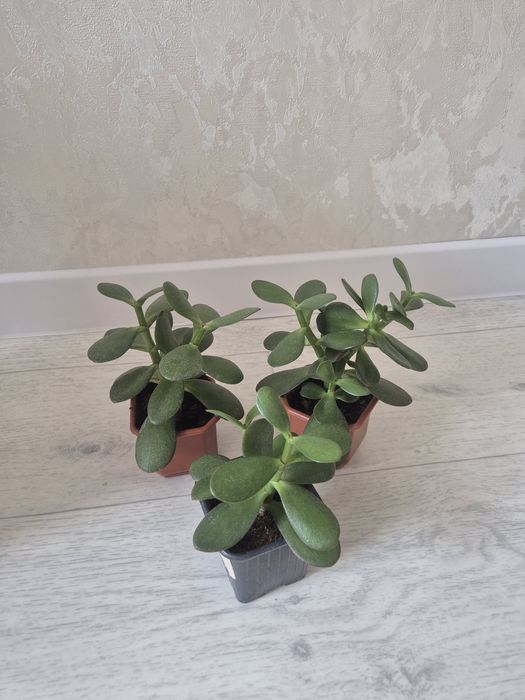 Продам или обменяю  цветочки