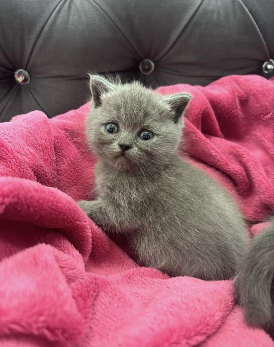 British Shorthair Blue- fetită deparazitată și vaccinată