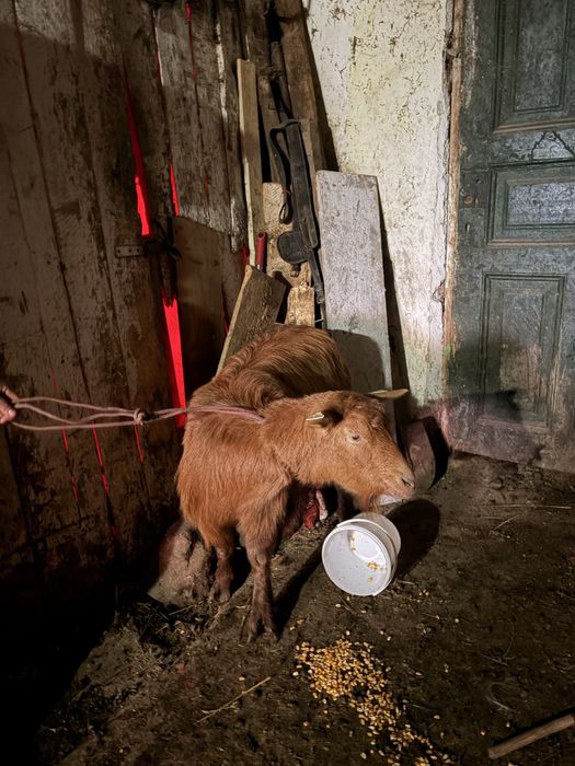 De vanzae sau schimb cu doua oi