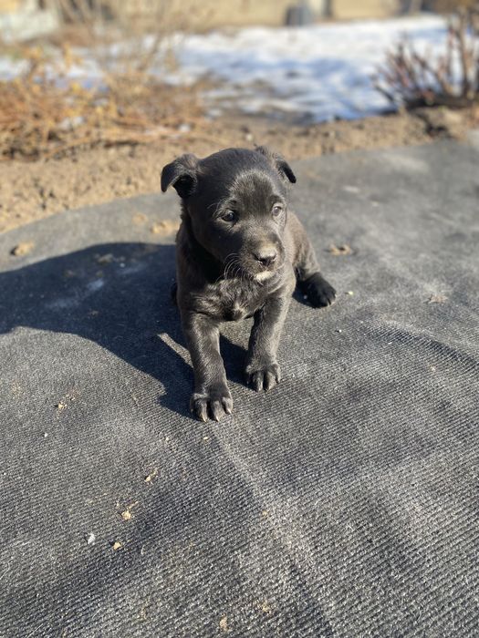 Щеночек девочка