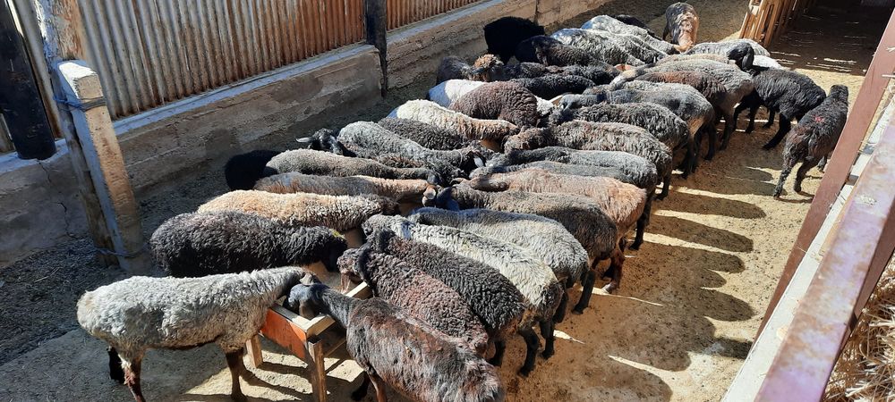 Кой токты тусак кошкар баран