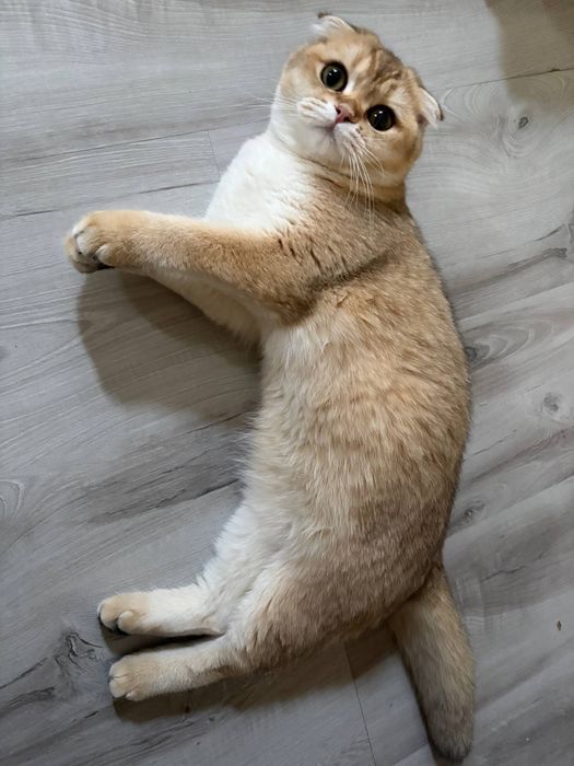 Mushukla sotiladi scottish fold va british shorthair