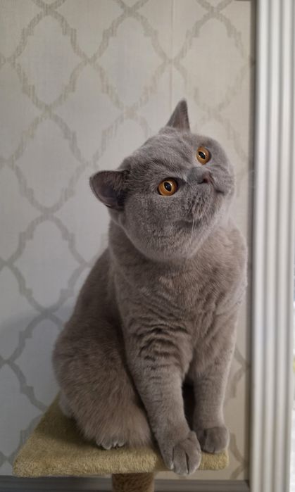 Британский короткошёрстный котик