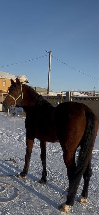 Жеребец Англичанин