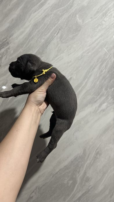 Щенки кане корсо
