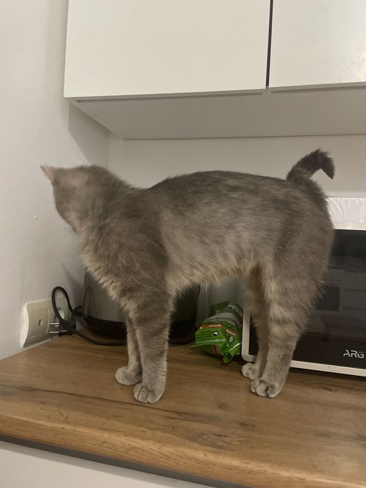 Отдам кошку бесплатно