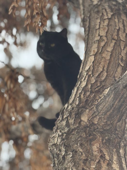 Черный кот бесплатно