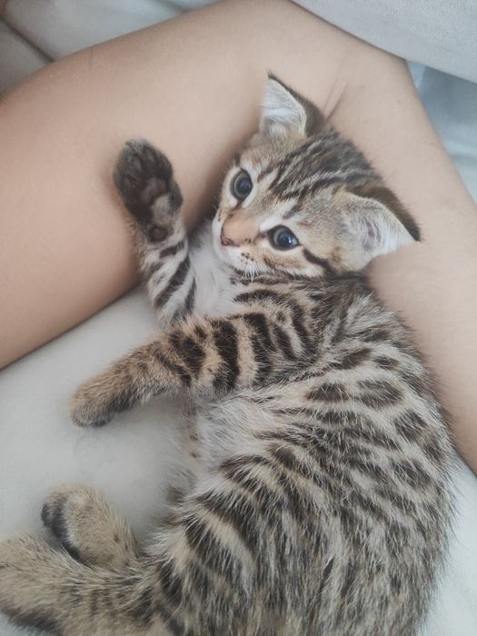 Отдадим в добрые руки шикарных котят