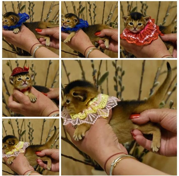 Резерв котят от элитных призводителей