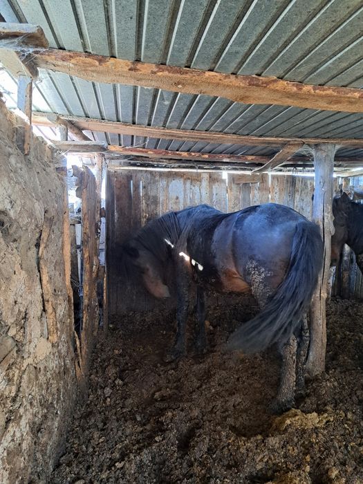 Продам бие кобылу семиз жирная