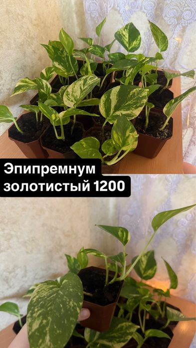 Эпипремнум золотистый