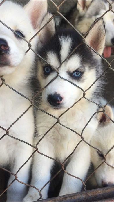 Голубоглазаяя девочка хаски 40 дней