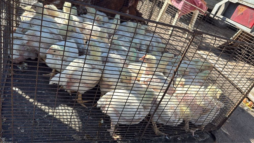 Бройлеры подрощенные