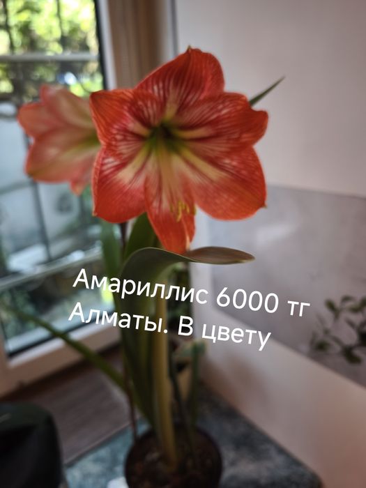 Ель, барбарис, гибискус,пихта