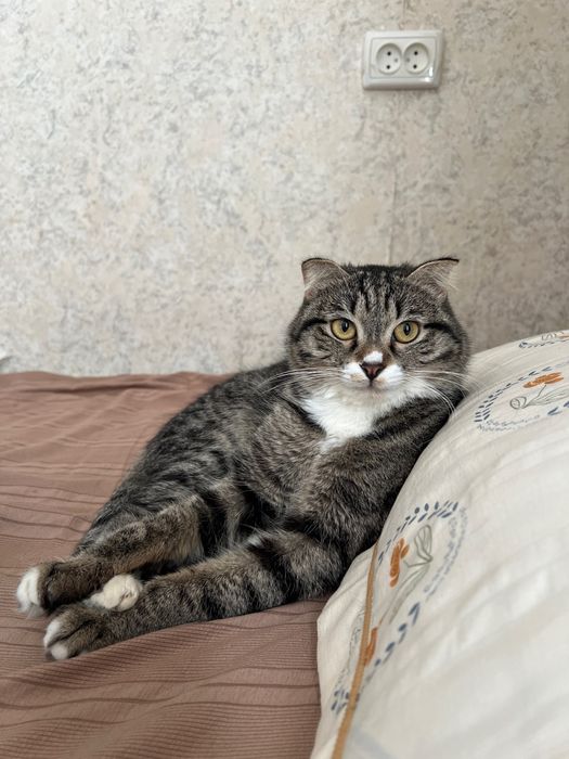 Отдам кошку в хорошие руки.