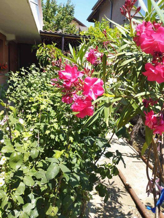 Зукум (олеандър)