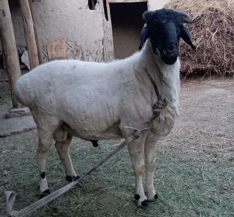 Qoʻchqor qurbonlikka sotiladi