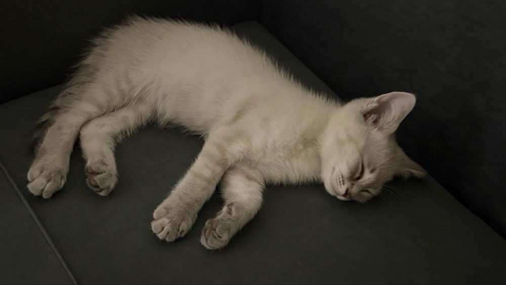 Котенок мальчик в хорошие руки