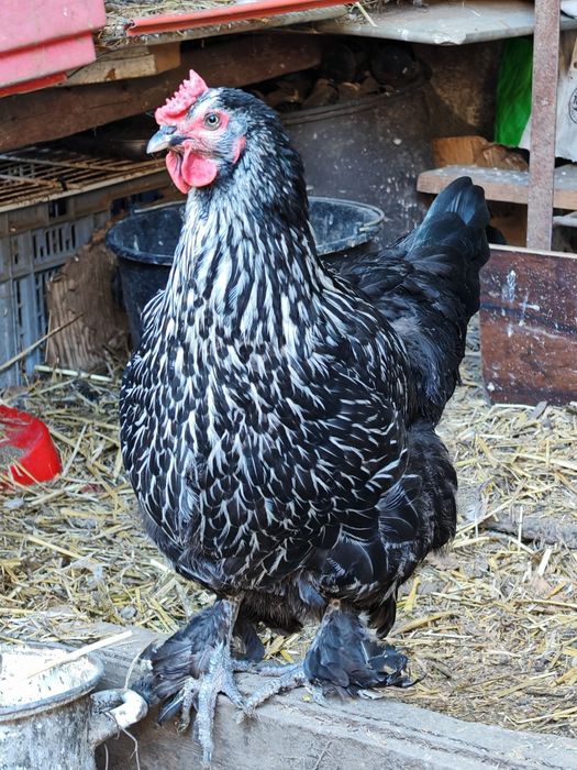 Ouă de incubație găini motate talie mare