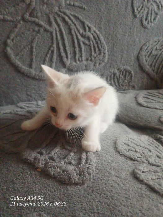 Отдам котенка к лотку приучин