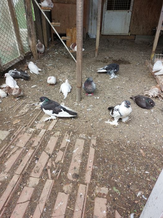 Vind porumbei tineret și maturi