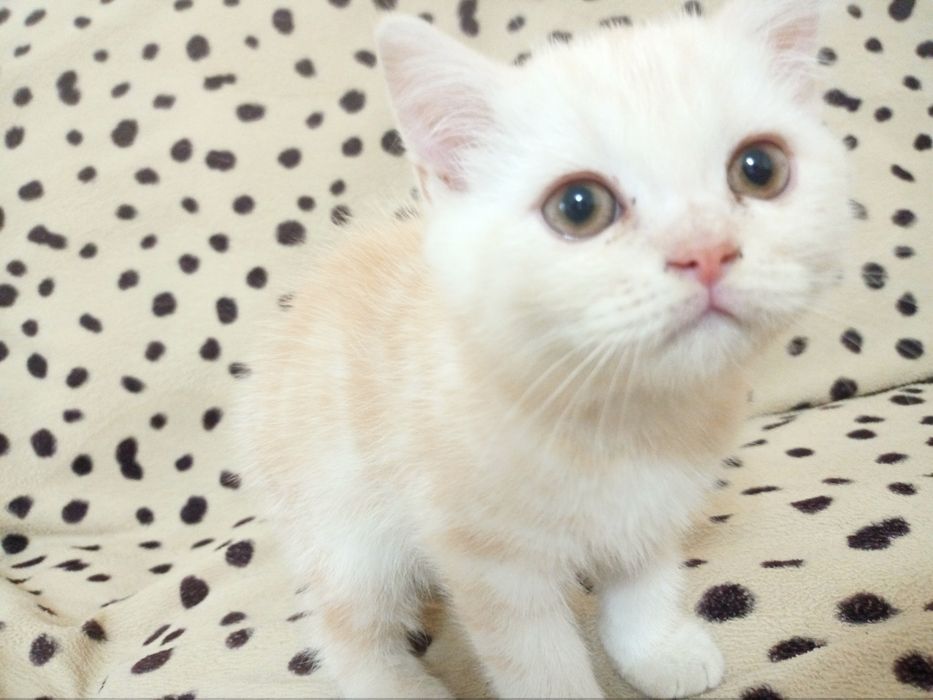 Британские котята