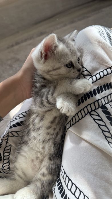 продам котят которые ищут хозяев!