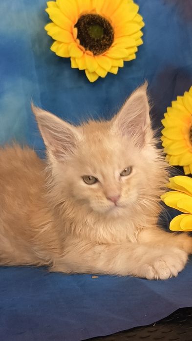 Котята Мейн Кун в шикарных кремовых шубках